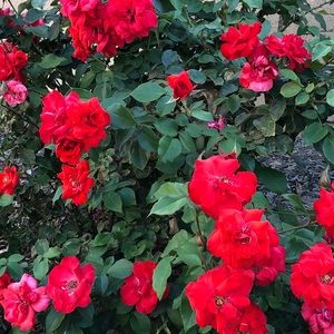 Meet your Posher, Zhenling